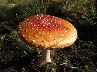 IMG_4776.JPG