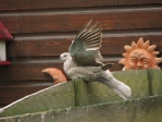 IMG_6691.JPG