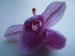 Canon-S5 part 7