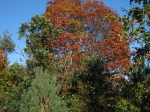 IMG_4763.JPG