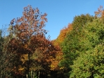 IMG_4765.JPG