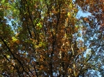 IMG_4766.JPG
