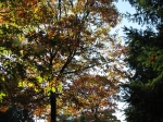 IMG_4769.JPG