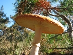 IMG_4777.JPG
