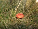 IMG_4779.JPG