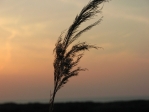 IMG_6587.JPG