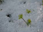 Winter in Vlaardingen - deel II